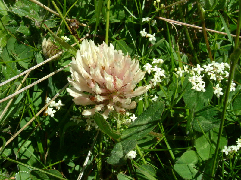 Trifolium pratense subsp. nivale / Trifoglio nivale